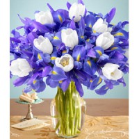 Iris Navideños